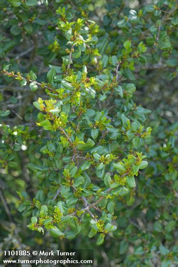 Redberry Buckthorn foliage