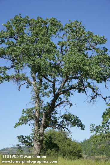 Blue Oak