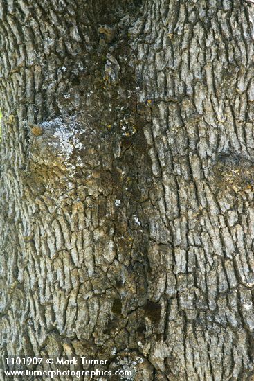 Blue Oak bark