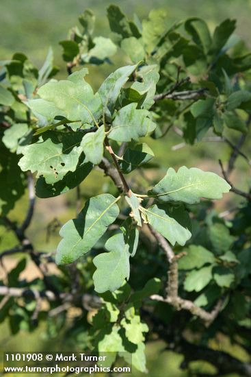 Blue Oak foliage