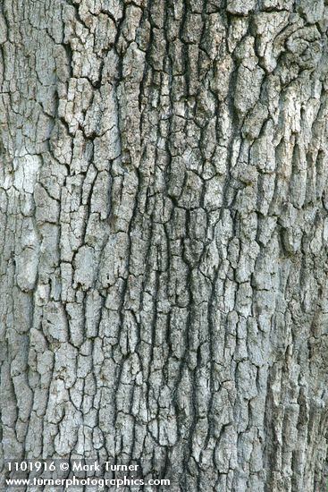 Valley Oak bark