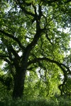 Valley Oak