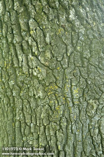 Valley Oak bark