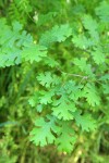 Valley Oak foliage