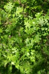 Valley Oak foliage