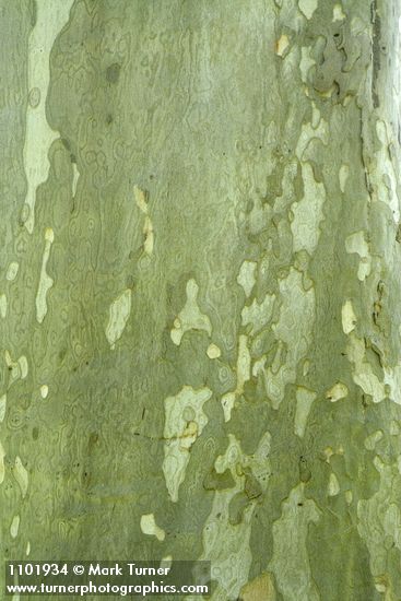 California Sycamore bark