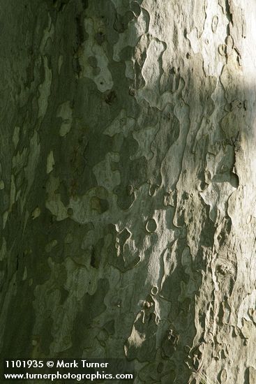 California Sycamore bark