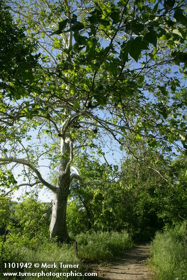 California Sycamore beside trail