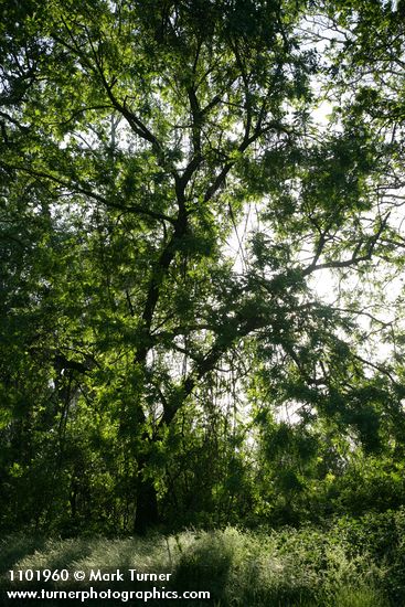 Northern California Black Walnut, backlit