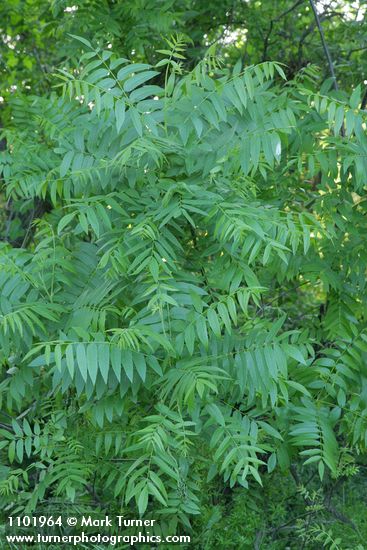 Northern California Black Walnut foliage