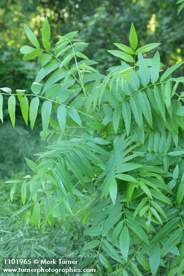 Northern California Black Walnut foliage