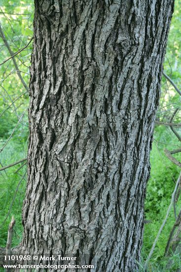 Northern California Black Walnut bark