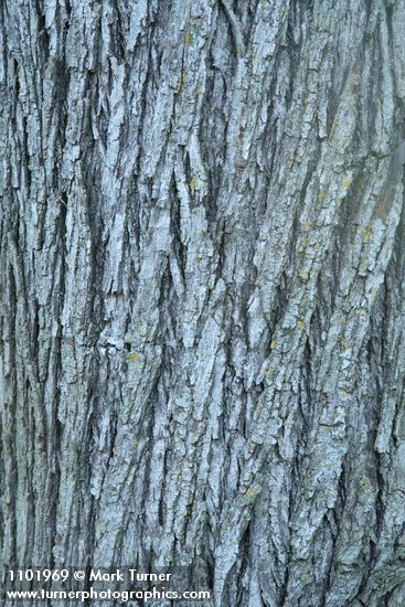 Northern California Black Walnut bark