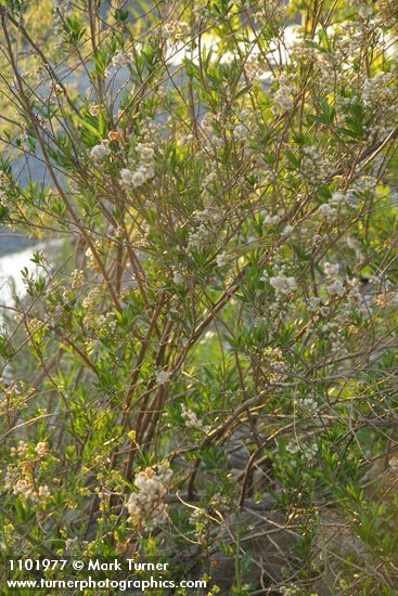 Mule-fat blossoms, foliage & fruit