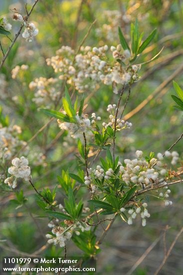 Mule-fat blossoms, foliage & fruit