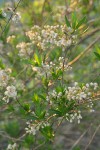 Mule-fat blossoms, foliage & fruit