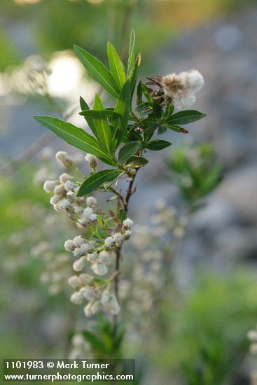 Mule-fat blossoms, foliage & fruit