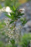 Mule-fat blossoms, foliage & fruit