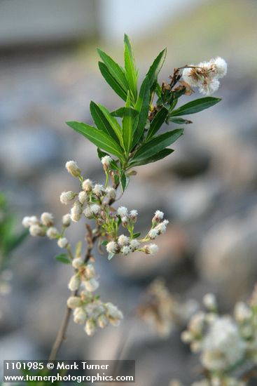 Mule-fat blossoms, foliage & fruit