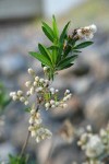 Mule-fat blossoms, foliage & fruit