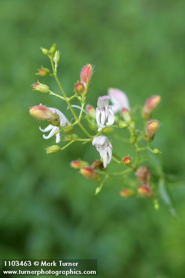Bush Beardtongue blossoms detail