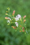 Bush Beardtongue blossoms detail