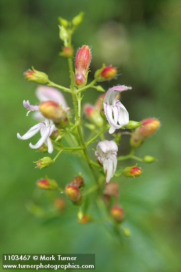 Bush Beardtongue blossoms detail