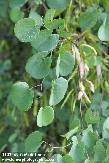 California Redbud foliage