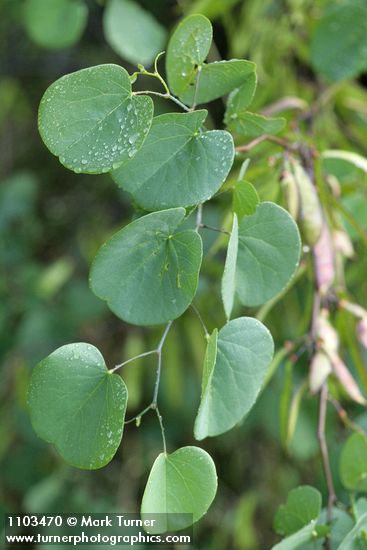 California Redbud foliage