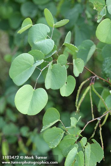 California Redbud foliage
