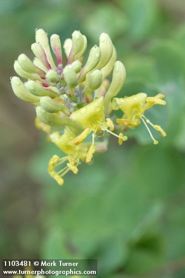Chaparral Honeysuckle blossoms detail