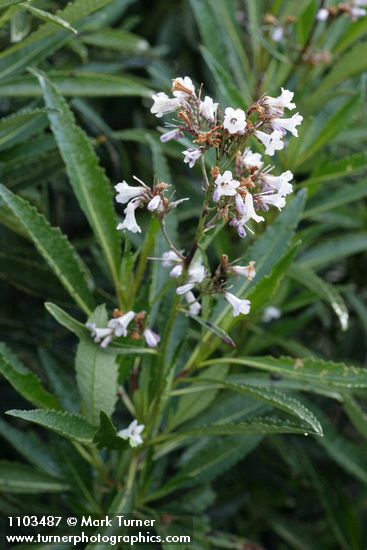 Yerba Santa blossoms & foliage