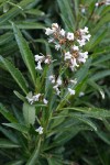Yerba Santa blossoms & foliage