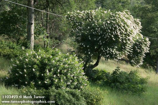 California Buckeye shrub & tree forms