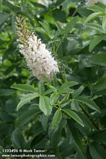 California Buckeye blossoms & foliage