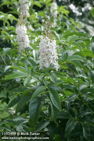 California Buckeye blossoms & foliage