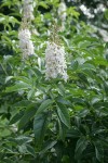 California Buckeye blossoms & foliage