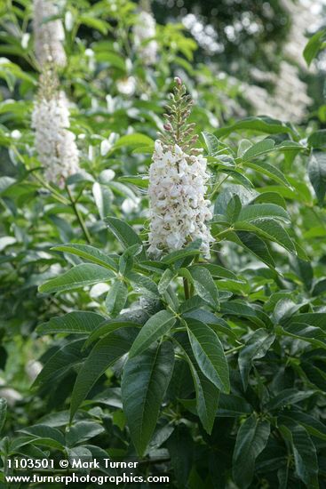 California Buckeye blossoms & foliage