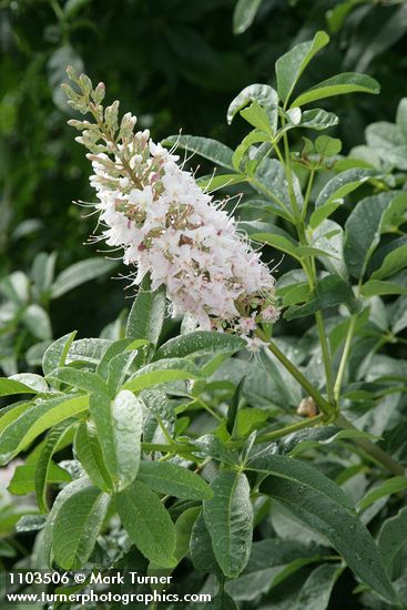 California Buckeye blossoms & foliage
