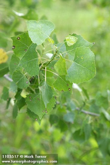 Fremont cottonwood foliage