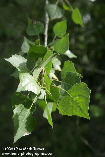Fremont cottonwood foliage