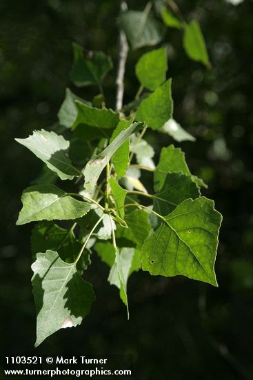 Fremont cottonwood foliage