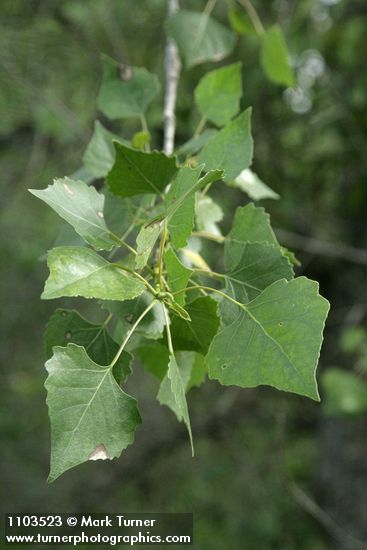 Fremont cottonwood foliage