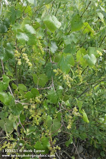 California Wild Grape