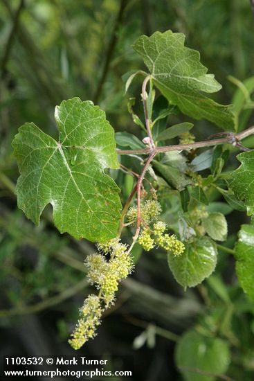 California Wild Grape blossoms & foliage