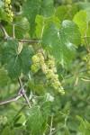 California Wild Grape blossoms & foliage