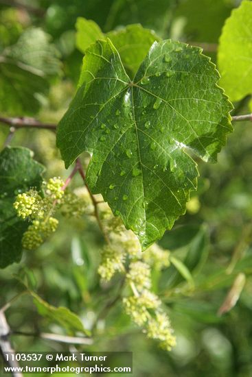 California Wild Grape blossoms & foliage
