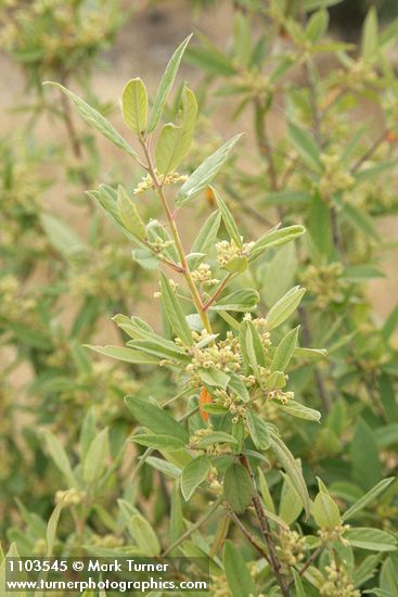 Red Buckthorn blossoms & foliage