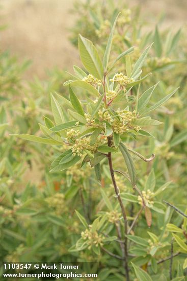 Red Buckthorn blossoms & foliage