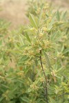 Red Buckthorn blossoms & foliage
